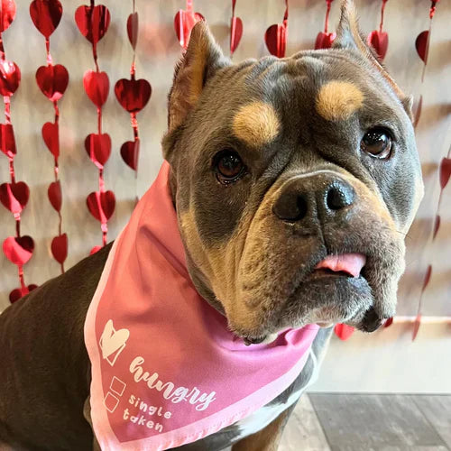 Celebrating Valentine’s Day with the Dogs Who Steal Our Hearts