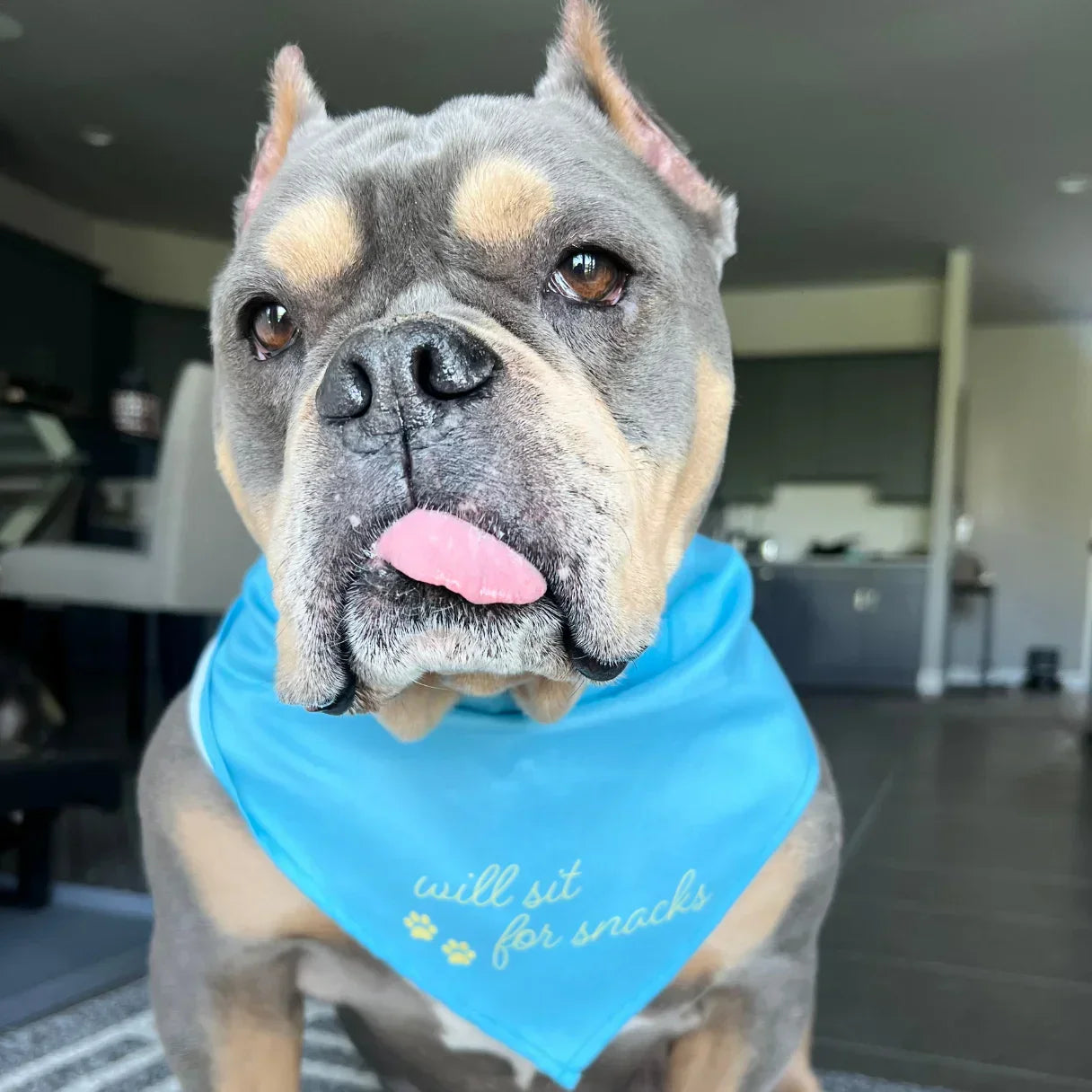 Meatball’s Food & Allergy Journey
