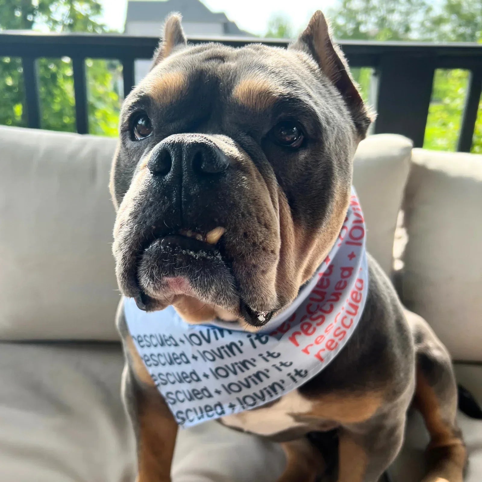 The Heart Behind the Bandanas: Why We Started Cogs Dogs