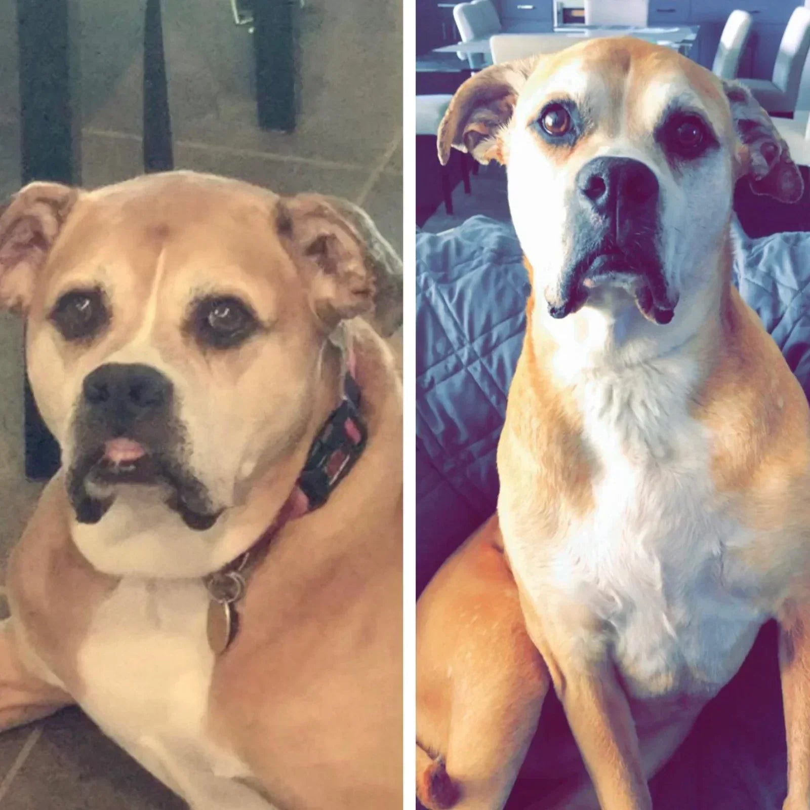 Why Dog Obesity Isn’t Cute — And What You Can Do to Help Your Pup Live a Longer & Healthier Life