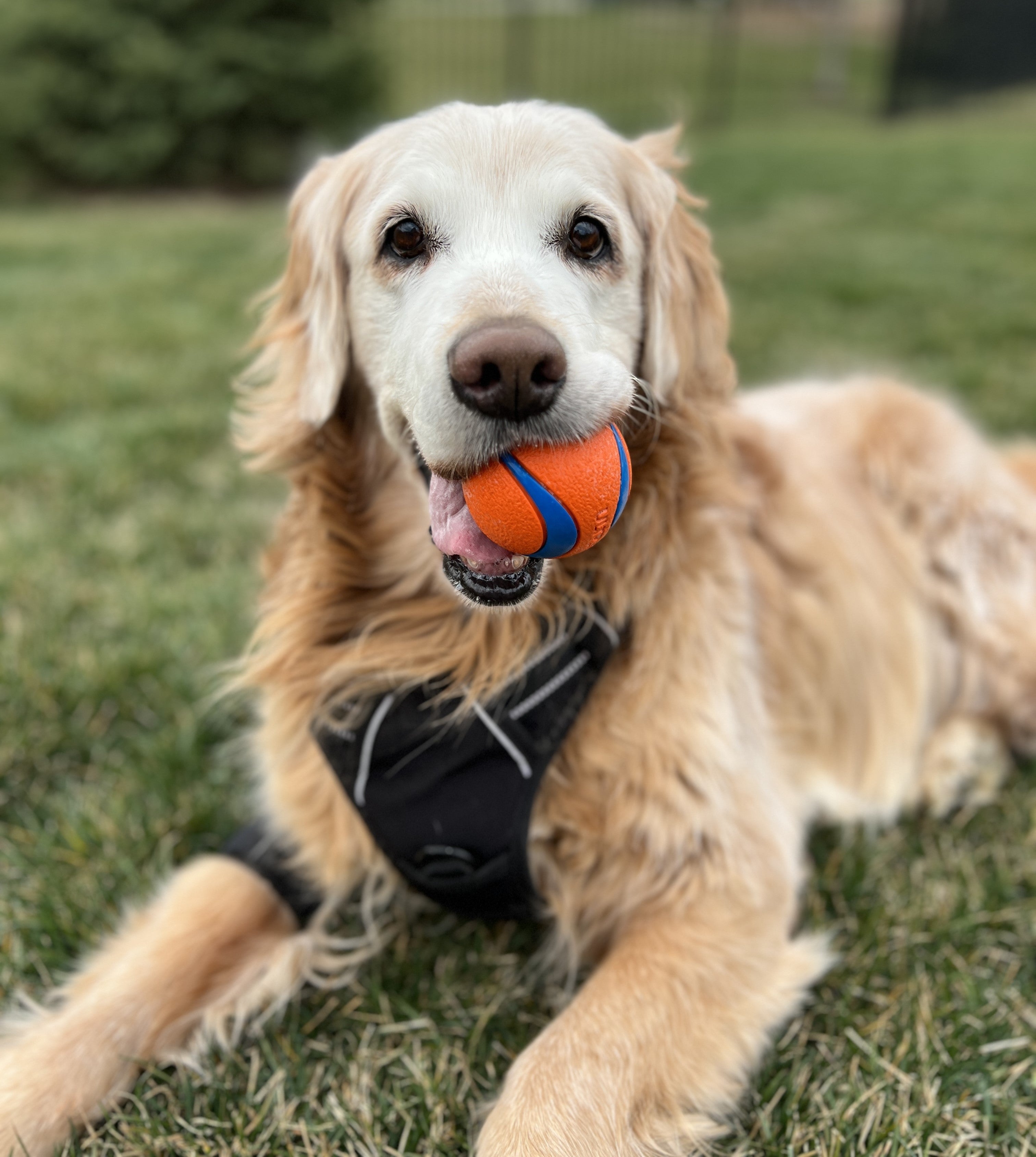 American Bully laying in grass with his dog toys, featuring the Chuckit! balls and more.
