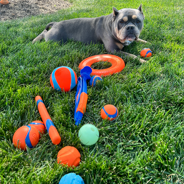 American Bully laying in grass with his dog toys, featuring the Chuckit! balls and more.