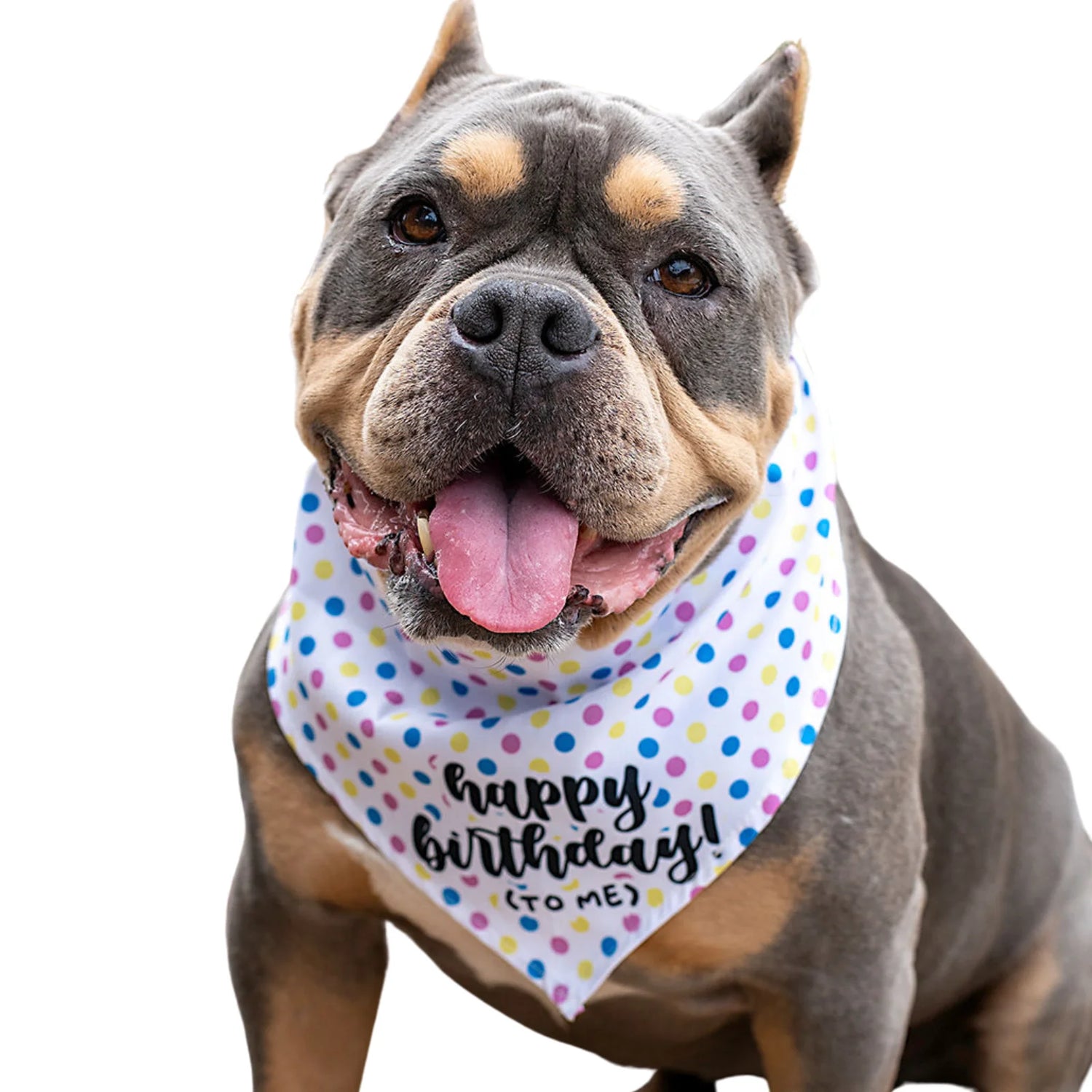 Happy Birthday Dog Bandana