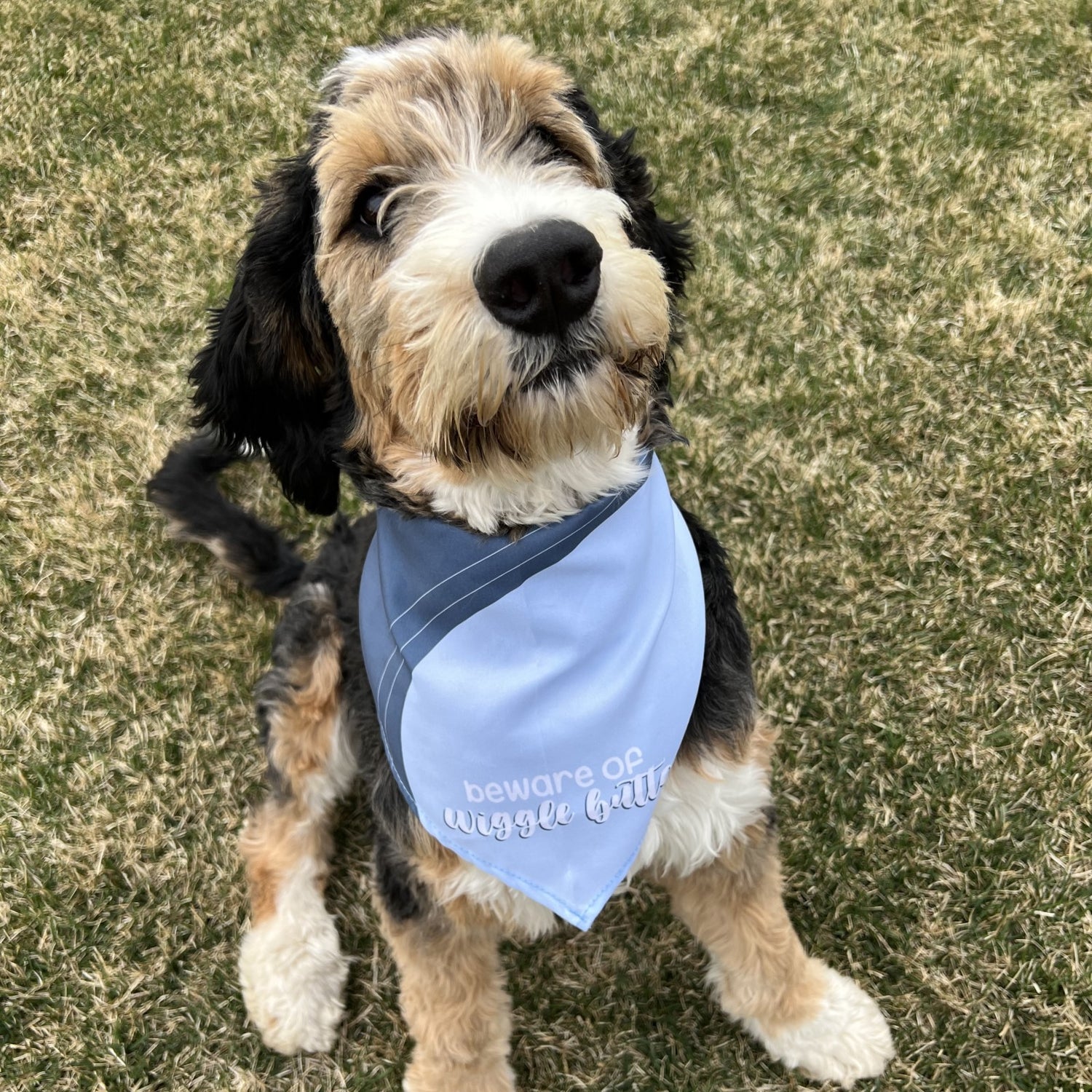 Beware of Wiggle Butts Dog Bandana