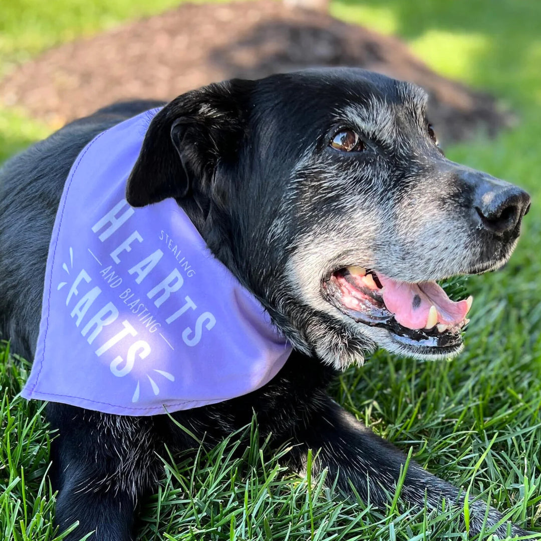Stealing Hearts And Blasting Farts Dog Bandana