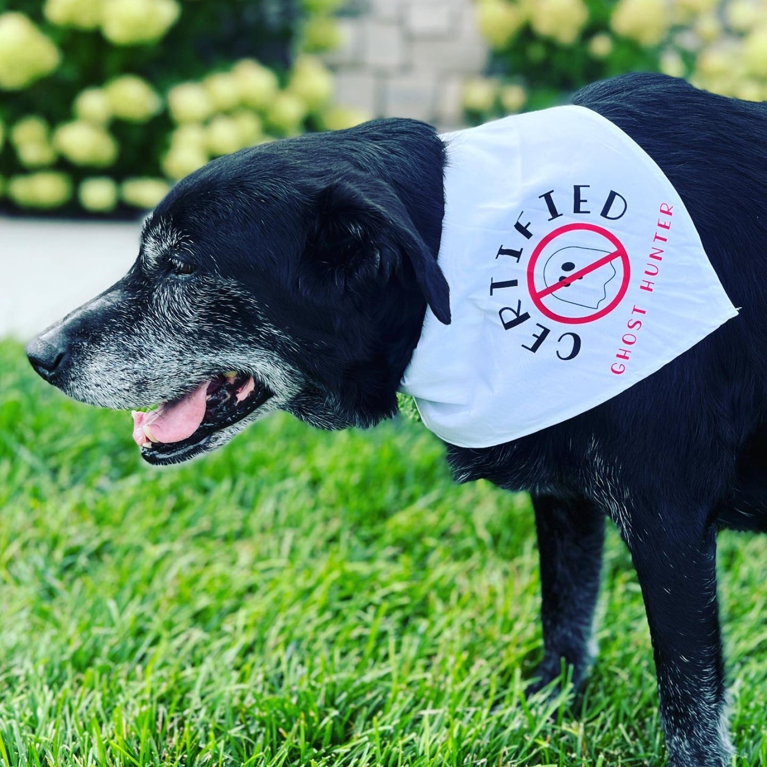 Certified Ghost Hunter Halloween Dog Bandana