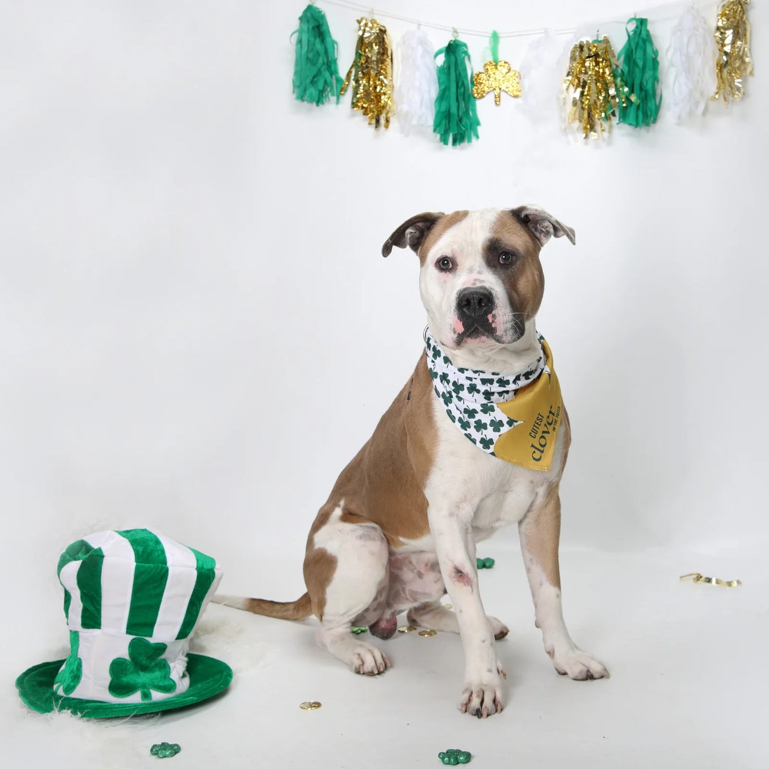 Cutest Clover in the Patch Dog Bandana