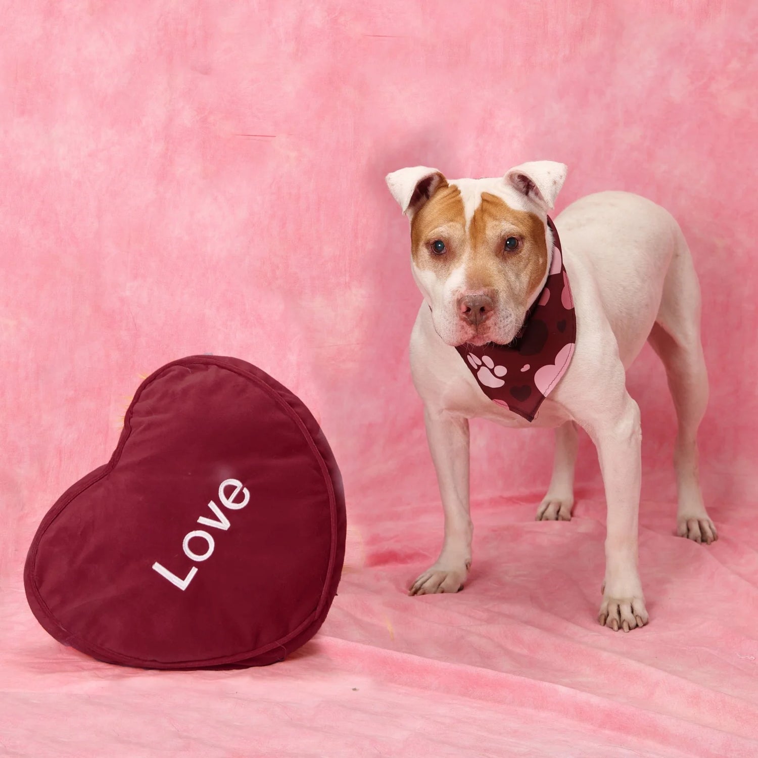 Dog Love Dog Bandana