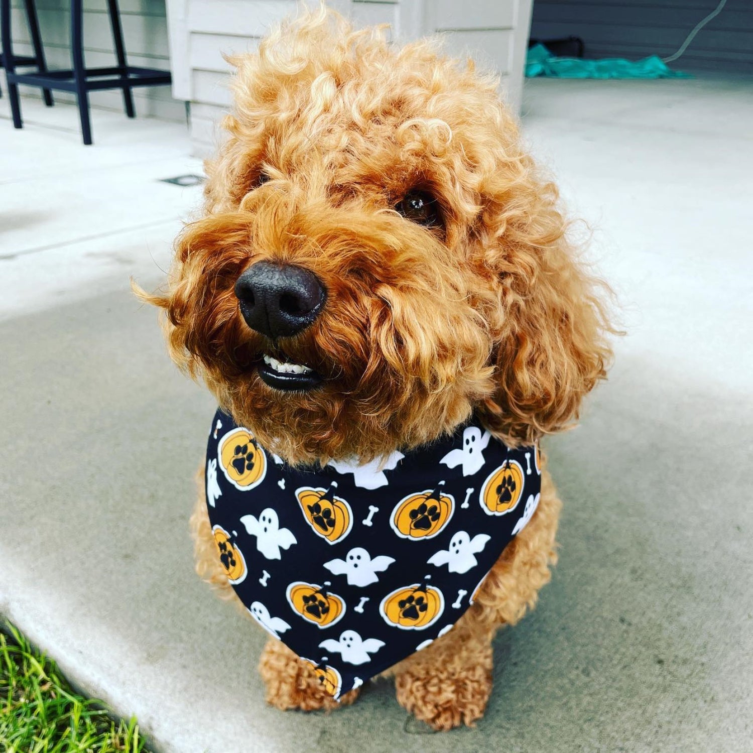 Ghosts And Pumpkins Halloween Dog Bandana