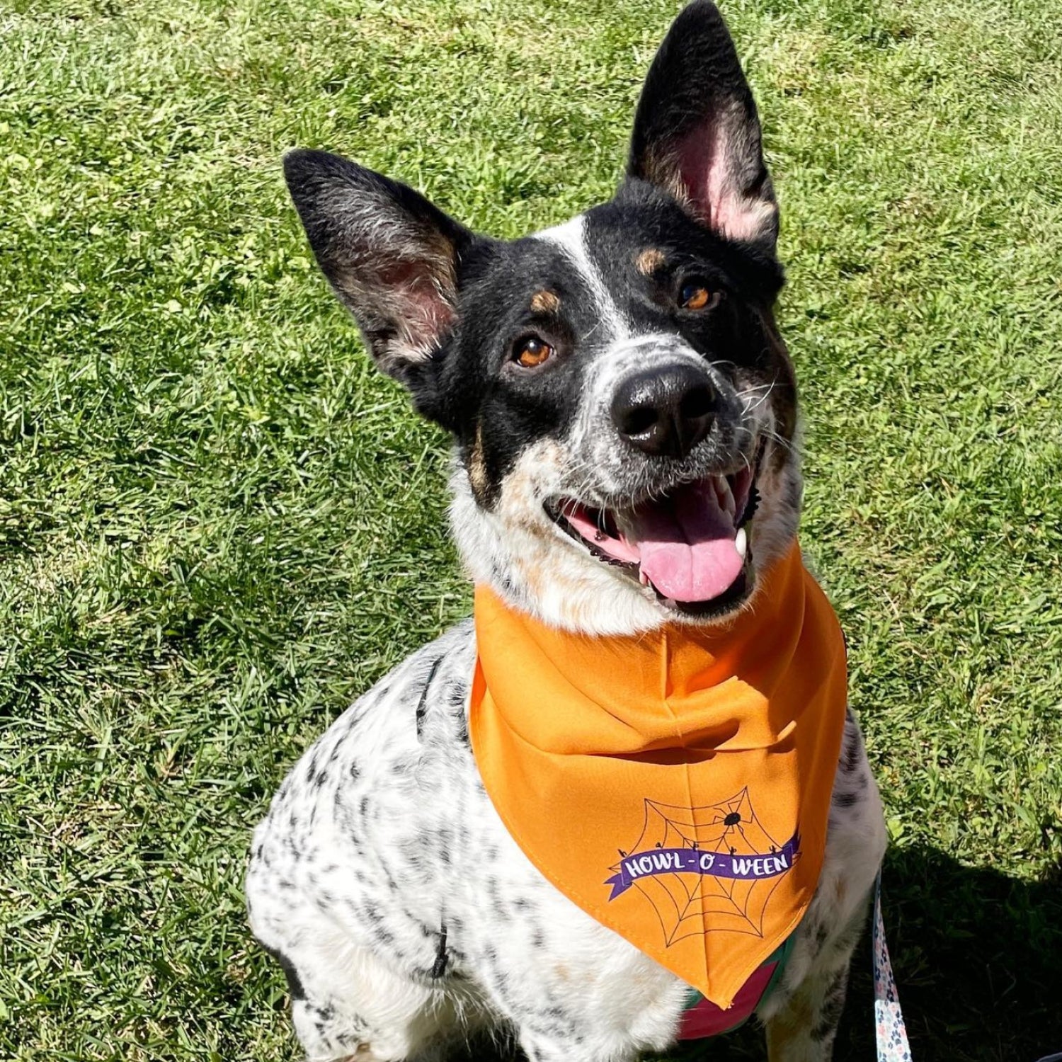 Happy Howl-O-Ween Dog Bandana
