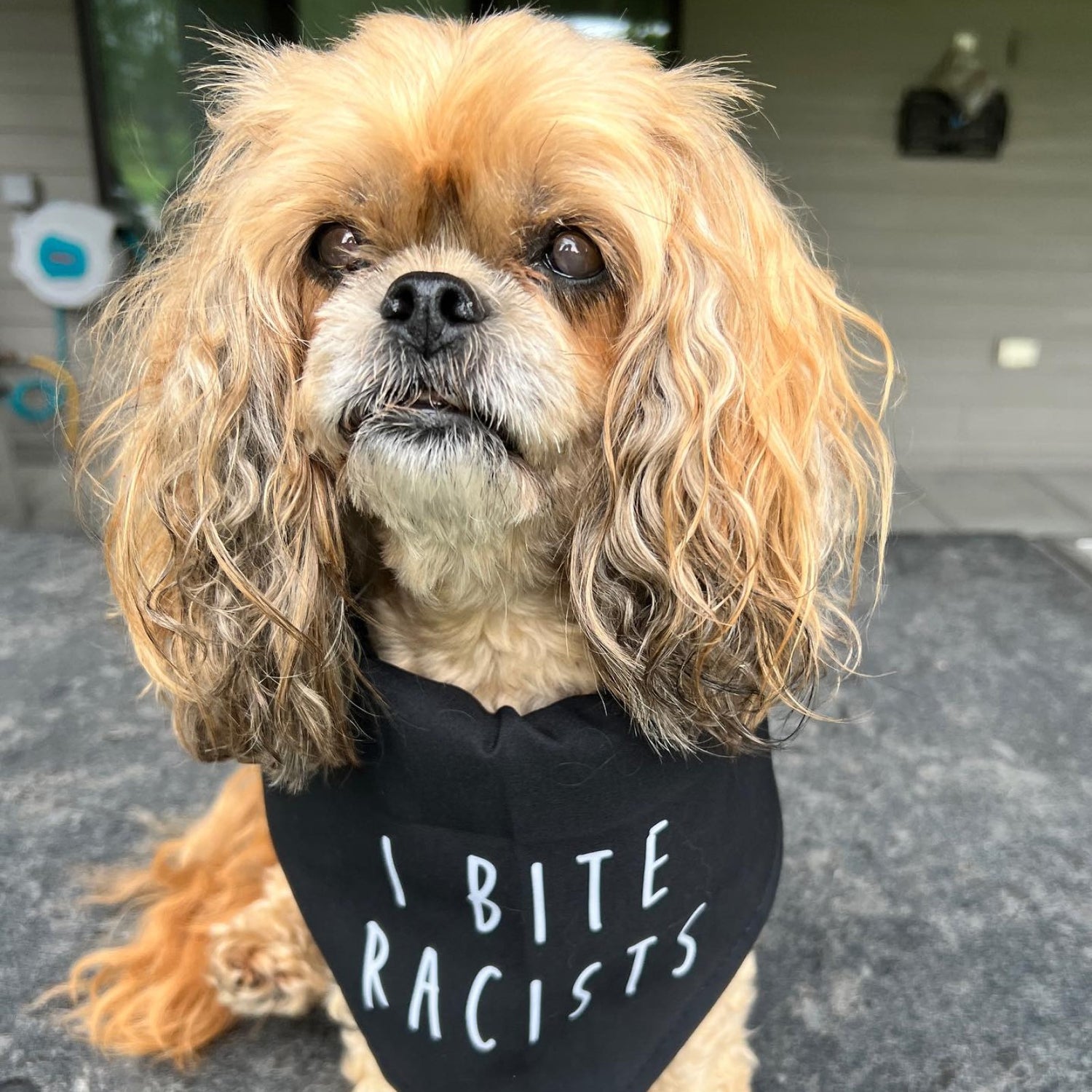 I Bite Racists Dog Bandana