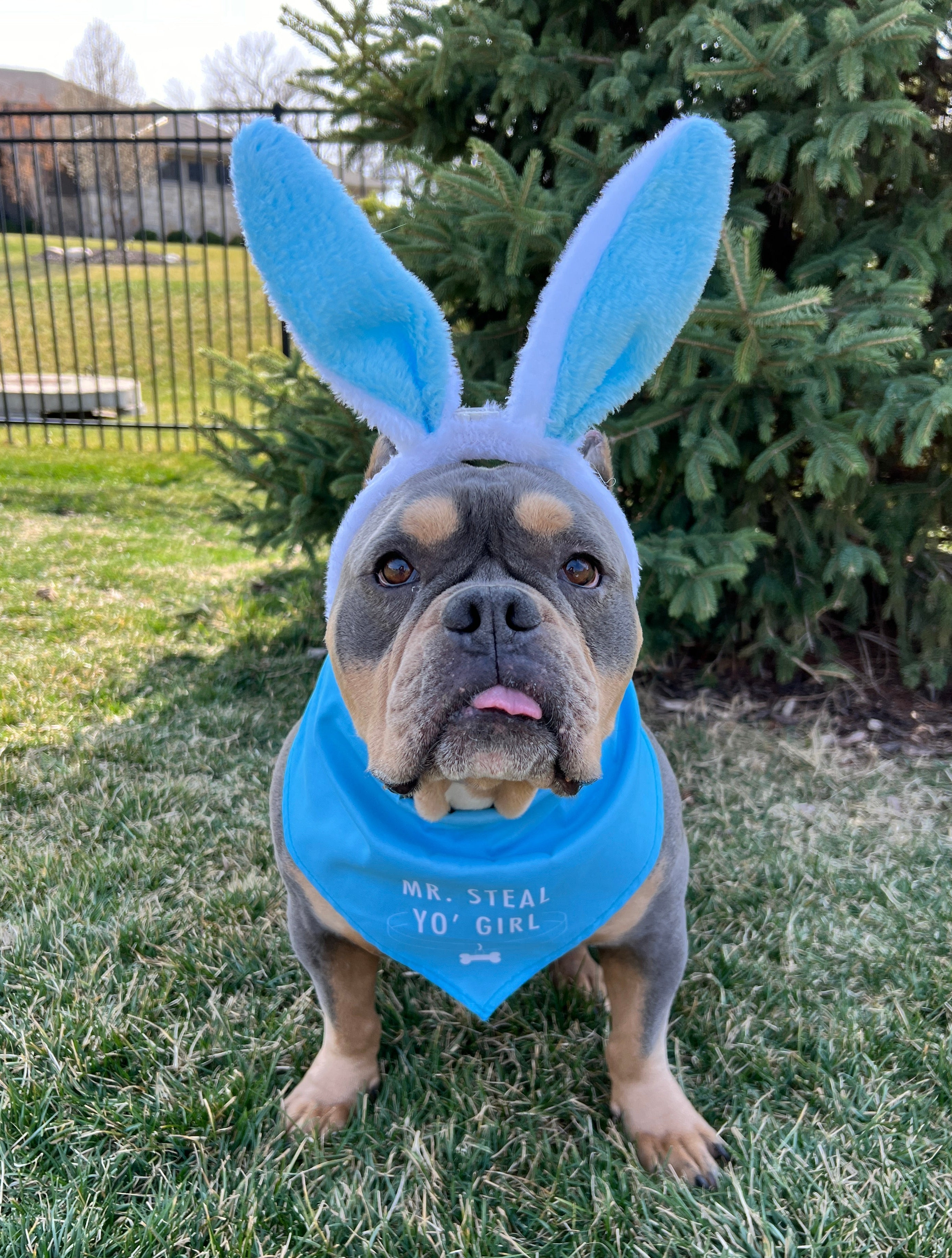 Dog wearing blue bunny ears headband and a bandana that says Mr. Steal Yo' Girl sitting in a grassy area.