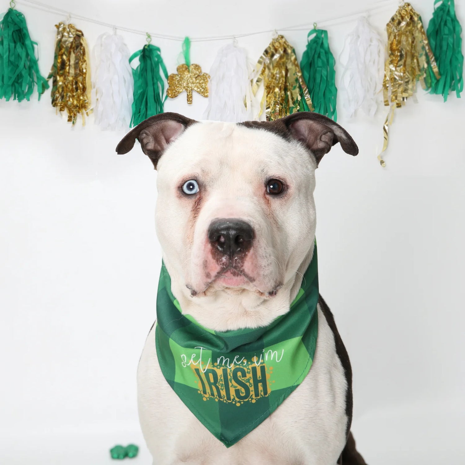 Pet Me I'm Irish Dog Bandana
