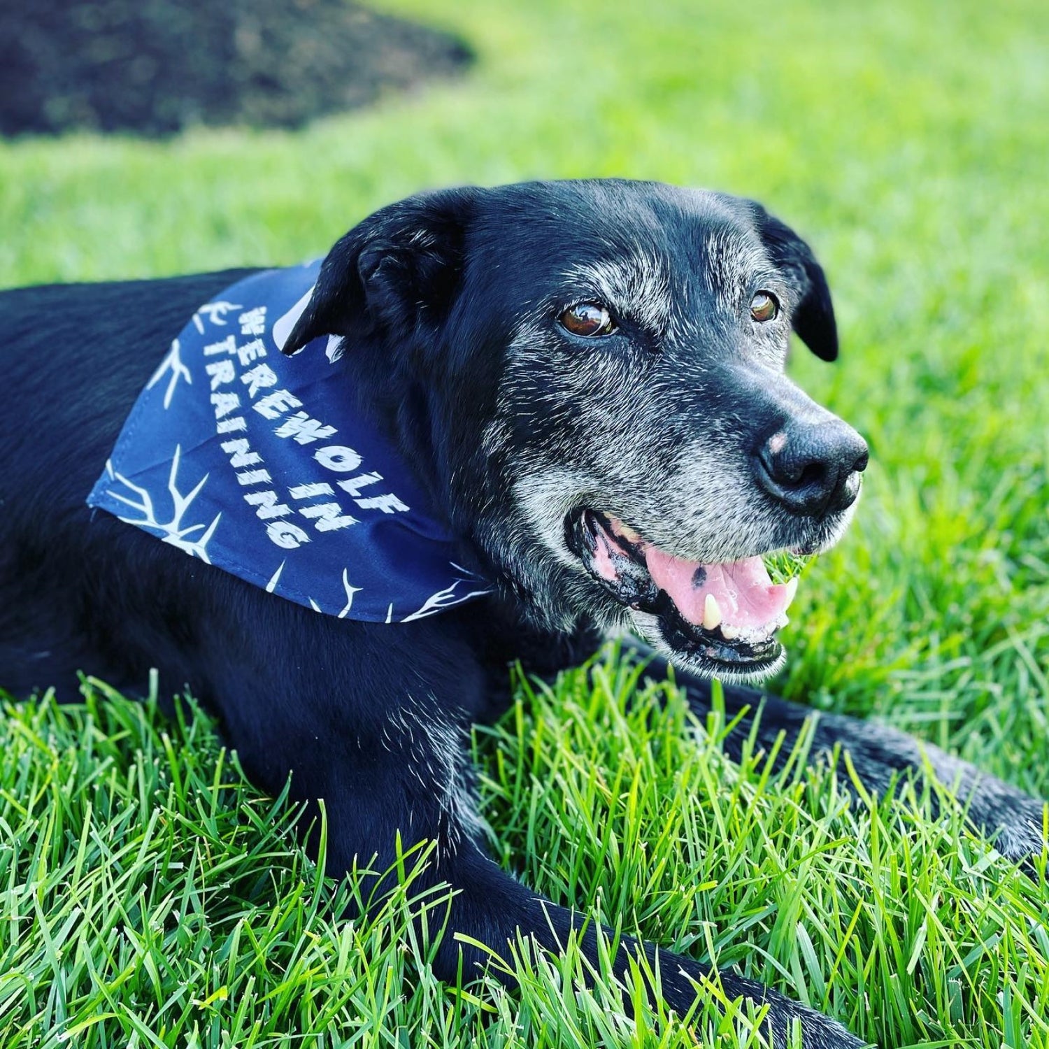 Werewolf In Training Halloween Dog Bandana