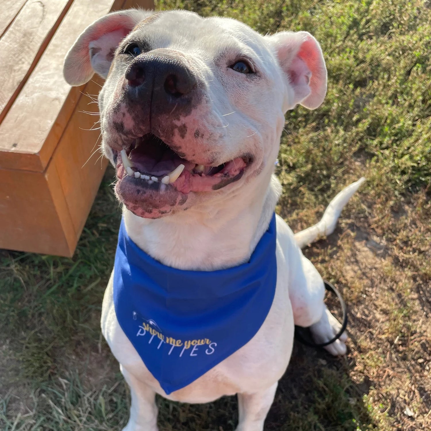 Show Me Your Pitties Dog Bandana