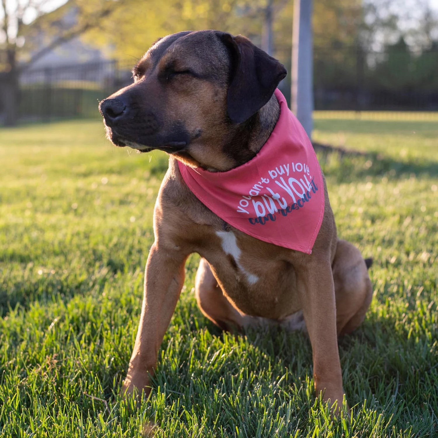 You Can't Buy Love But You Can Rescue It Dog Bandana