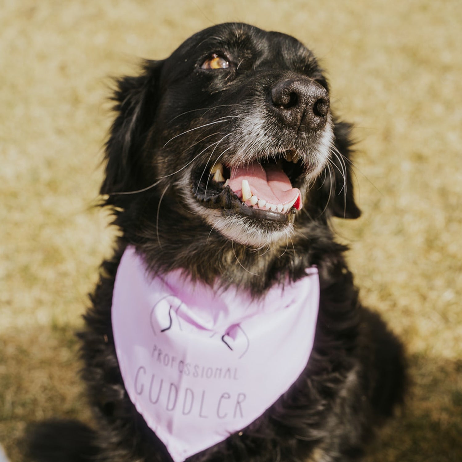 Professional Cuddler Dog Bandana