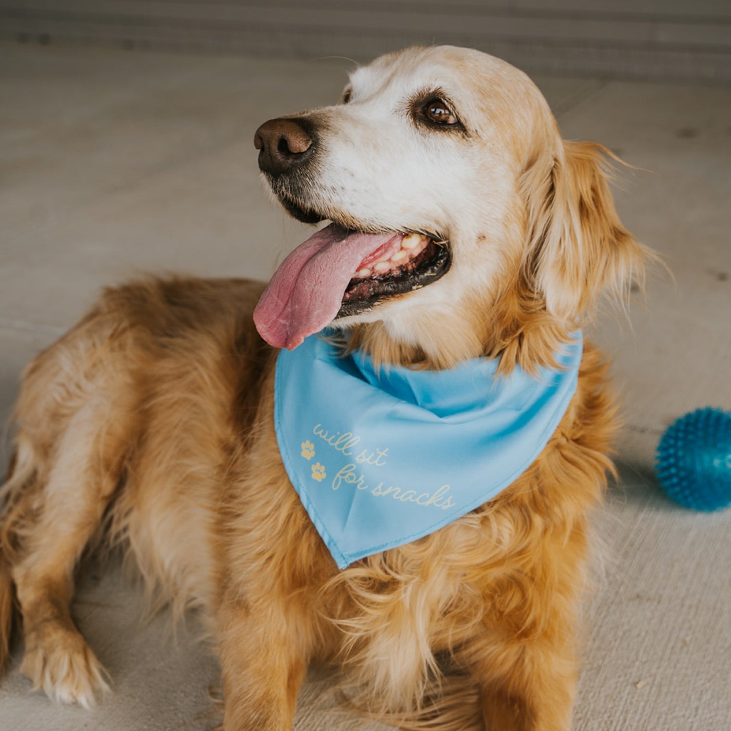 Will Sit For Snacks Dog Bandana